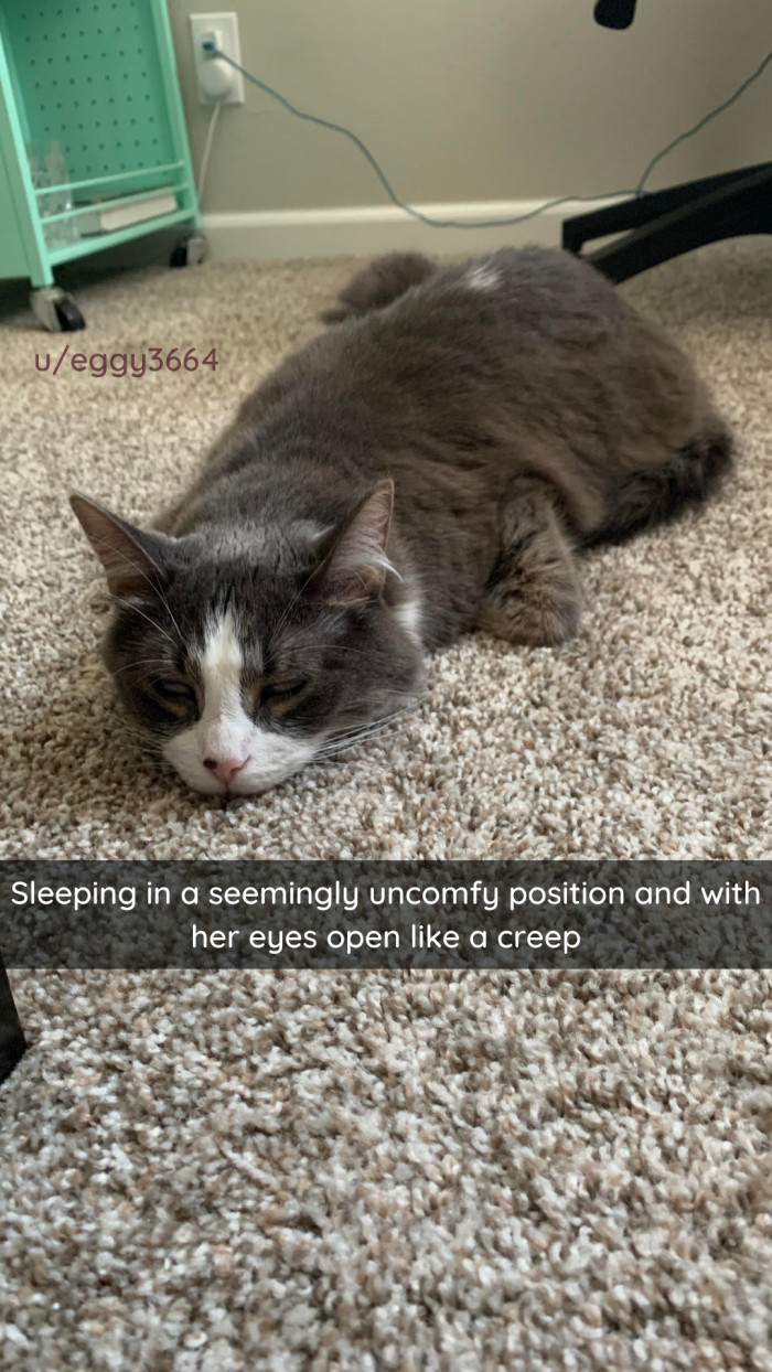 4. This cat is C R E E P Y