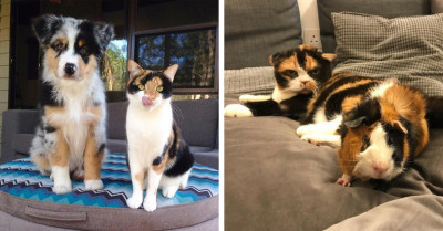 Animals From Different Species Who Have An Uncanny Resemblance With Each Other (17 Images)