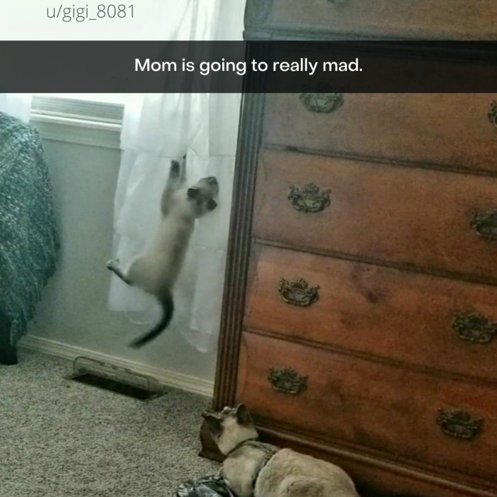 6. When Mom is away, the kittens shall play.