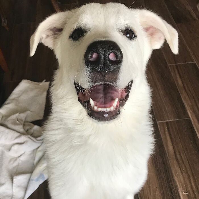 Kida is a courageous, outgoing, and friendly Great Pyrenees dog. She was like any other dog until she was diagnosed with a  rare autoimmune disease and her eyes had to be removed due to that.