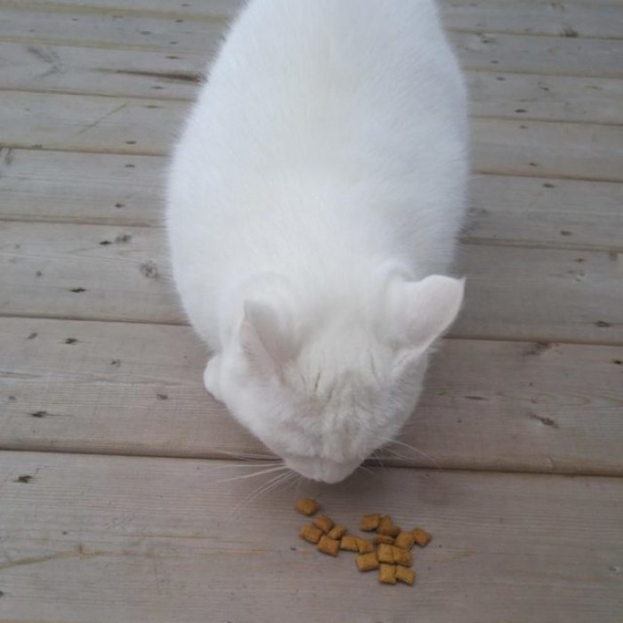 Eating Her Yummy Treats!