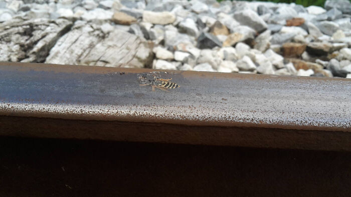 47. This wasp met its fate after being rolled over by a train.