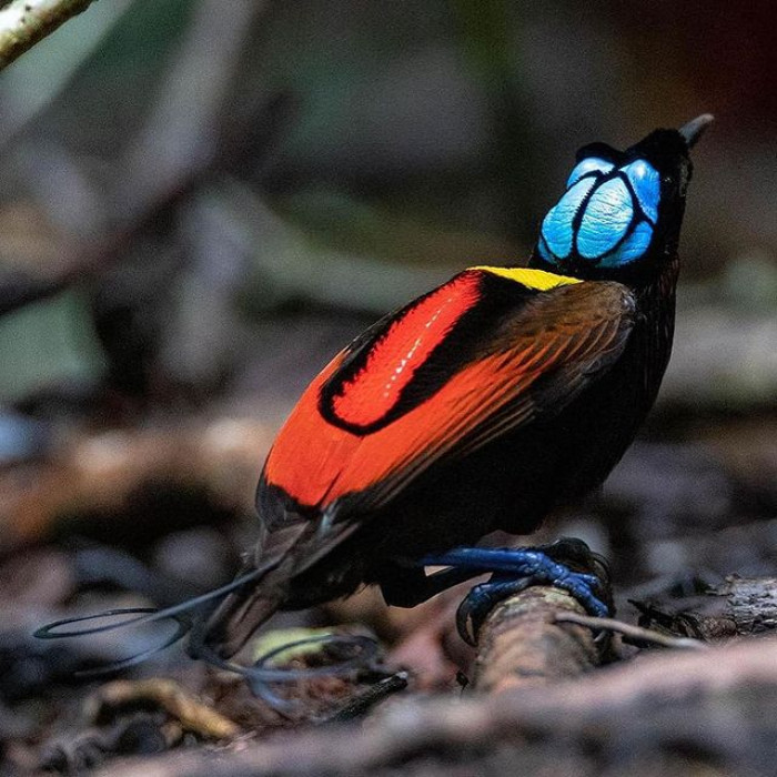 Like many birds of paradise, Wilson's likes to feed on fruit and insects so it prefers living in the hilly areas of the rainforest. 