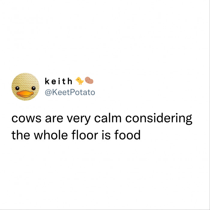 In My Next Life, I Want to Be a Cow from New Zealand