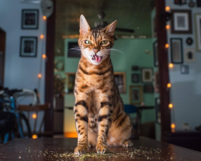 Tabby cat sprawled on carpet, sniffing catnip with guilty body language