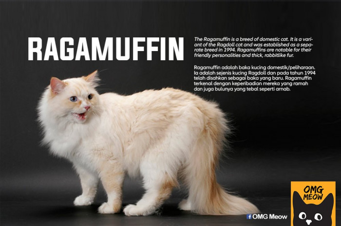 42. Ragamuffin