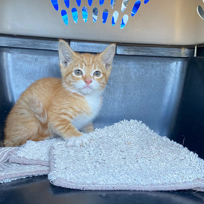 Chris took Ginny to Tiny Paws Foster.