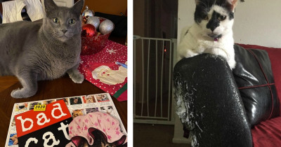 These Are The Most Hilarious Cat Posts Of The New Year
