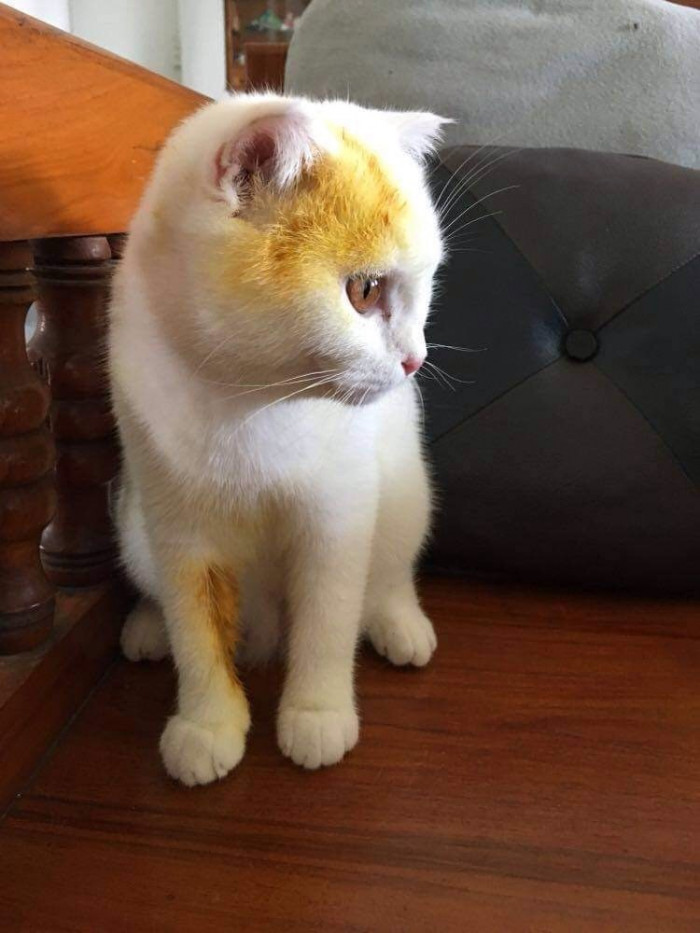 It was originally just applied to the effected areas, but they had some left over, so they decided to cover the kitty to make sure it was all gone!