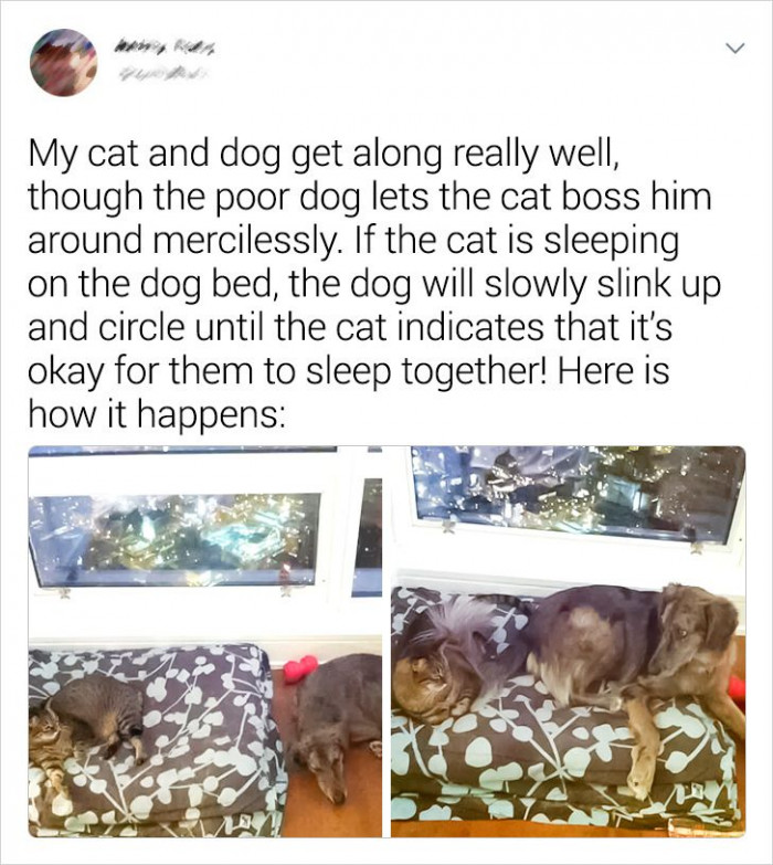 8. The dog is ready to give up the space for his best friend. But the feline isn't greedy at all!