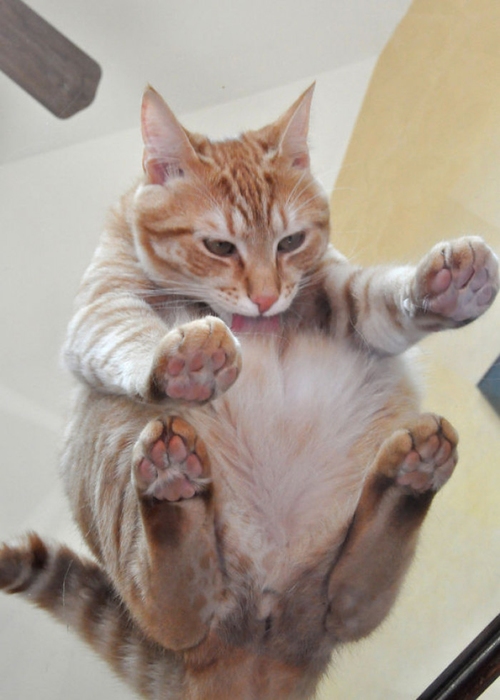 Pete likes to clean... on glass?