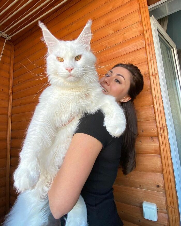 Kitty Called Kefir aka”The Gentle Giant” Is An Incredibly Beautiful Maine Coon – Icestech