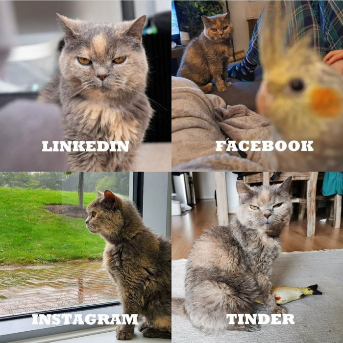 Furious Maud, "like most people, Maud doesn't use LinkedIn."