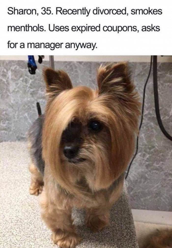 Energetic dog in trendy grooming, reflecting Brock, Sharon, Barbara, or Phil