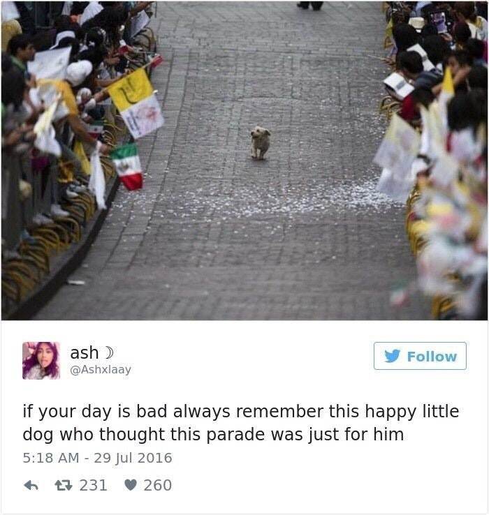 We should definitely organize a parade for dogs