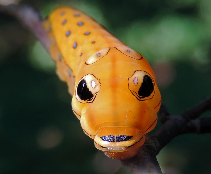 18. Spicebush Swallowtail Before