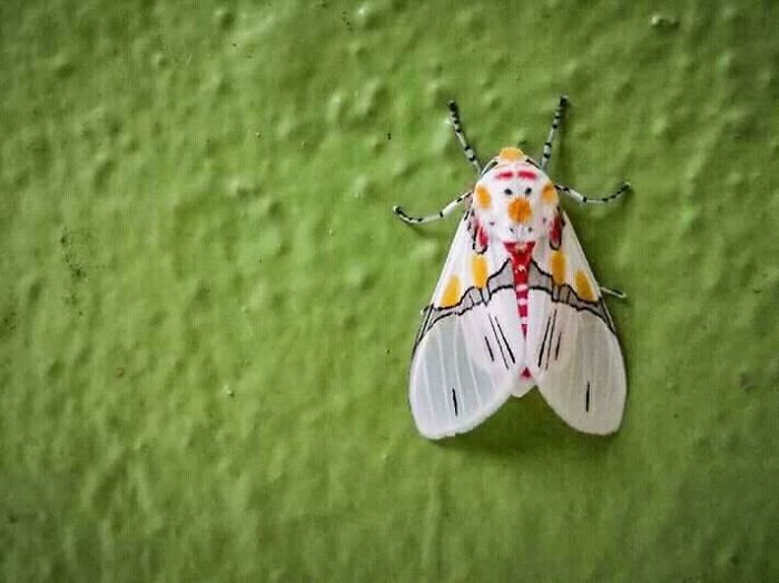 4. This Snowman Patterned Moth Is Too Cute To Be A Moth