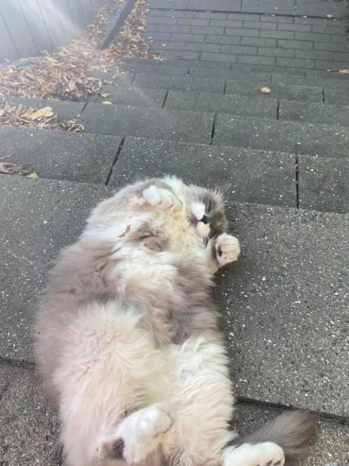 "My Friend And I Were Out To Get Something And Were Walking To The Station When She Pointed At This Adorable Cat And Gave Me The “Ugh Fine” Look, And I Gave This Floof The Best Pets. She Was Letting Me Scratch Her Belly And Under Her Chin"