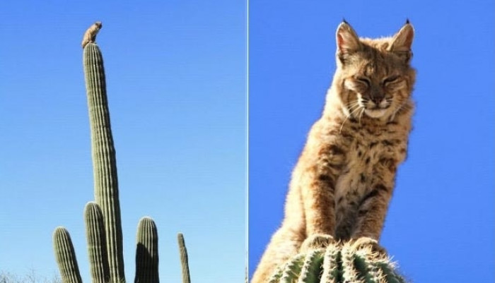 Bobcat sitting on the tippy top of a cactus.