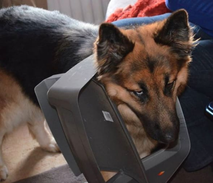 "Trash can? Never heard of him. Is he new here?"