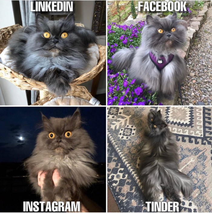That Cat Bobbie, "would you swipe right for me?"