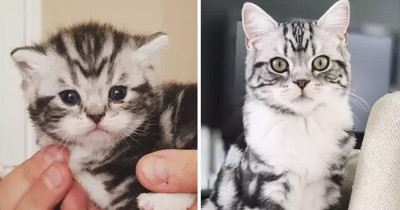 These Before And After Photos Of Kittens Are Just So Purrfect 