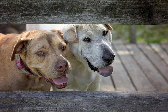 9. Flopsy and Sebastian were rescued from neglect, and despite their arthritis, they still love to play and chase after squirrels.