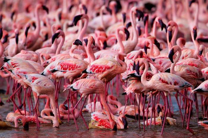 Candid closeup of Flamingos