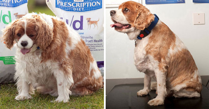 In just 6 months, Jack went from 20.5 to 14.1 kg.