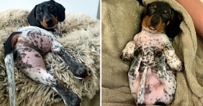 Dachshund Named Moo Has Fur That's The Color Pattern Of A Dalmatian