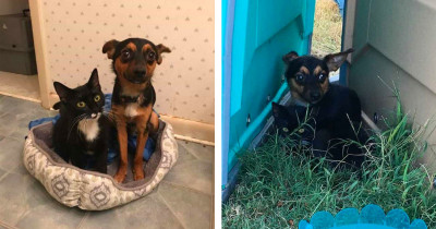 A Brave Chihuahua Won’t Leave His Feline Friend Alone; He Wants Them To Be Adopted Together