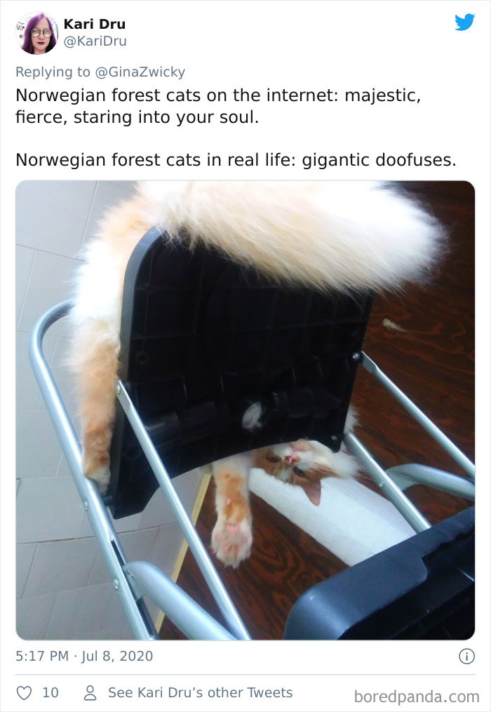 12. Doofus but still majestic
