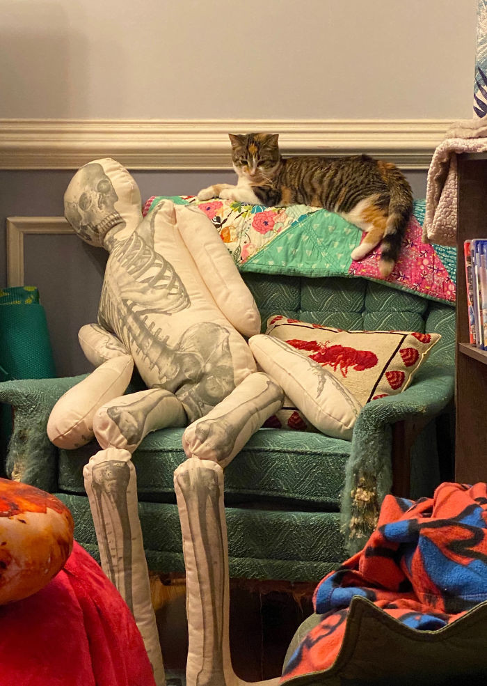 This is Hazel, the cat, just hanging out with her life-sized skeleton pillow.