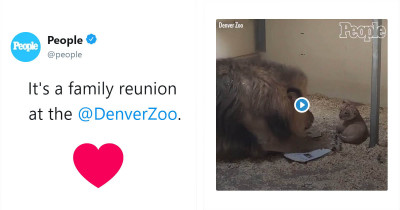 Eager Papa Lion Is In Awe While Meeting Baby Cub For The First Time