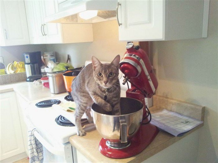 3. This cat just wanted some cookie dough.