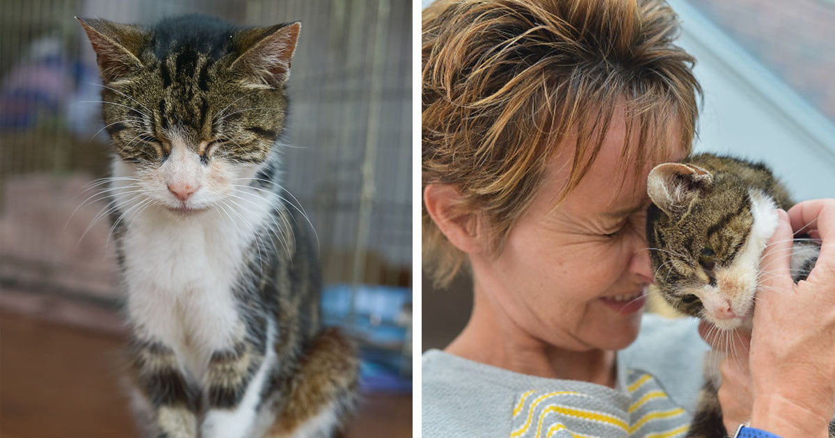 Elderly Cat Boo Returns Home After Missing 13 Years