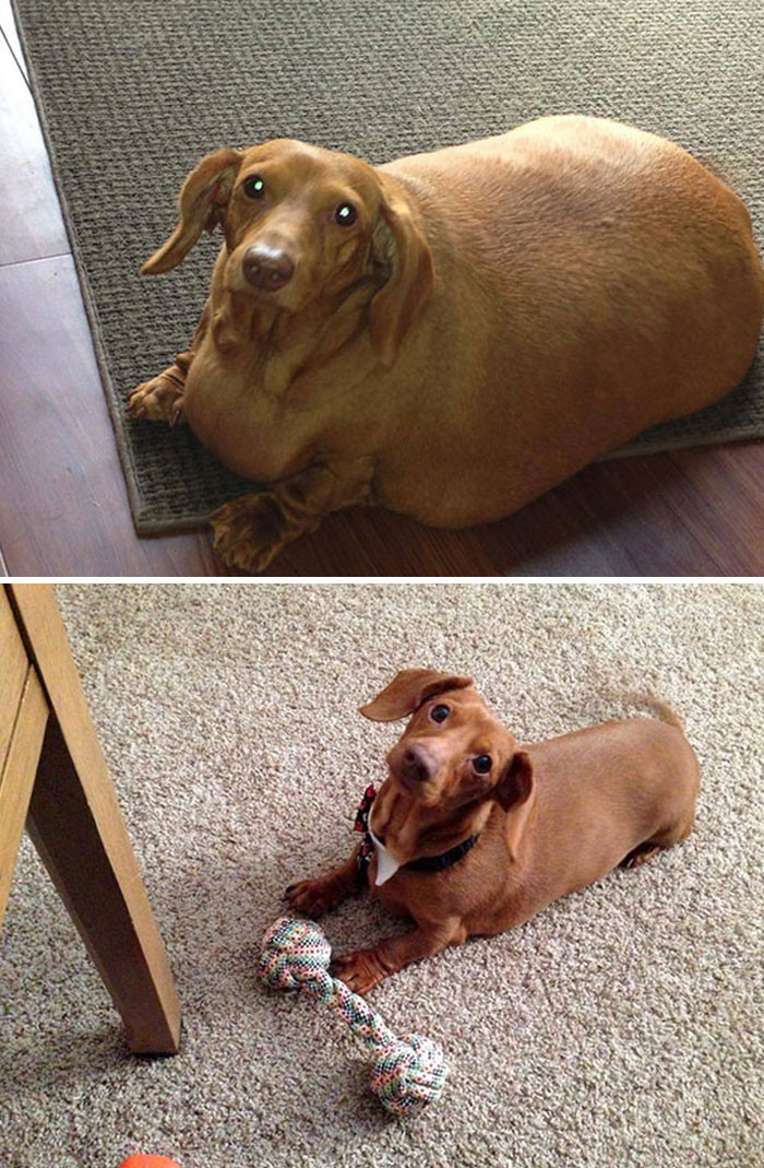 Adorable Puppers' Weight Loss Journeys Show Just How Far
