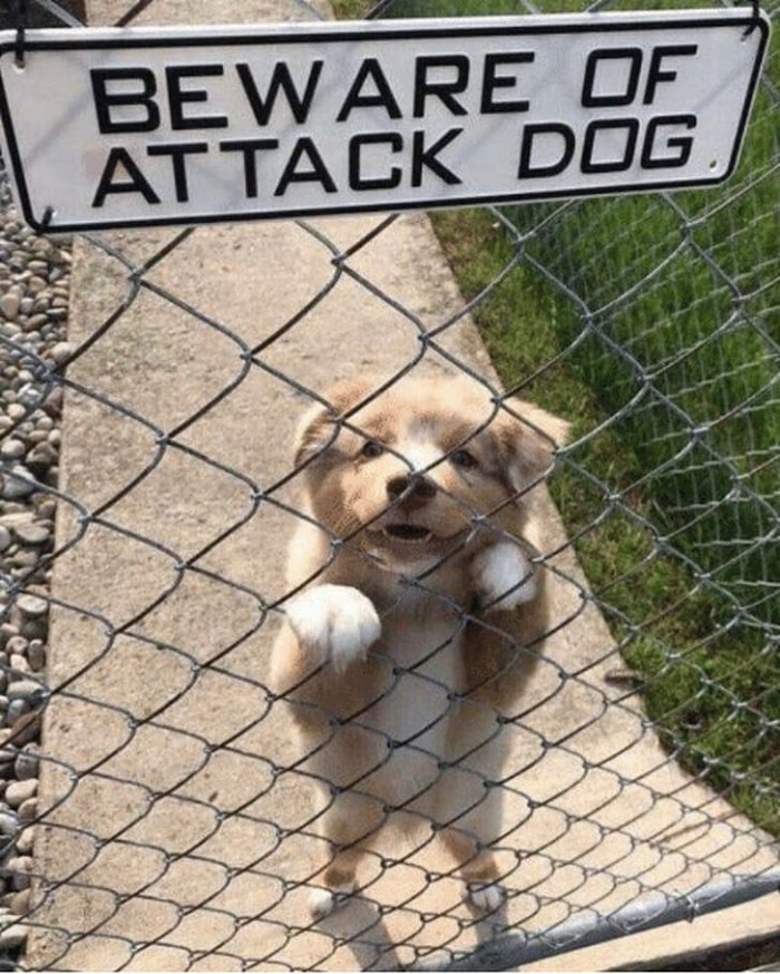 20. Definitely not a dog to be terrified of.