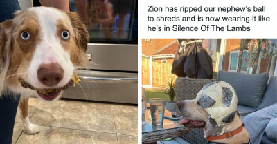 50 People Share Photos Of Their Dogs Not Being Quite Themselves