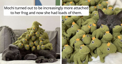 Cat Falls In Love With Her Frog Toy So Much So That Her Owners Decided To Buy More Of Them