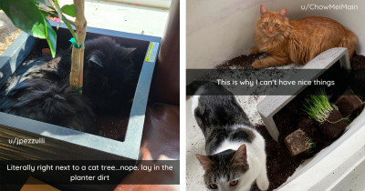 Humans Realizing That Cats And Plants Are Not Compatible