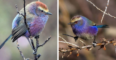 Carbonito De Sophie Bird Is A Beautiful, Colorful, Fairy Tale-Looking Bird