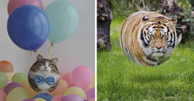 This Photo Editor Envisions Real Animals in a Round Balloon Form, and They Actually Look Cute