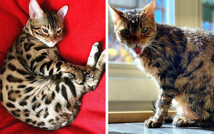 11. Here's the cat with its beautiful brown spots, and in the next picture, all the brown spots are washed off