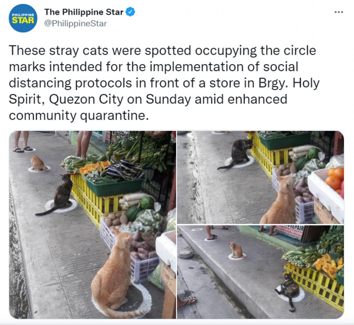 13. Hail the wisdom of the Cat Lords