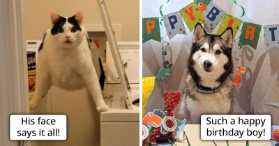 20+ Photos That Prove It's a Cats and Dogs World and We're All Just Living in It