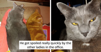 Miracle Cat Survives Rollover Crash and Finds the Purr-fect Forever Home