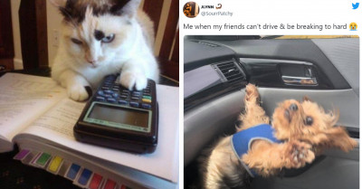 24 Funny Tweets About Pets You Probably Missed This Week