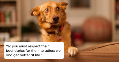 These 10 Handy Tips Are Sure To Help You Take Better Care Of Your Foster Dog