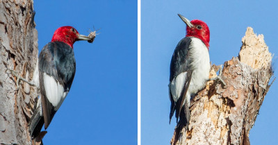An Incredible Tricolored Suit Makes This Bird Gorgeous - Meet The Red-Headed Woodpecker